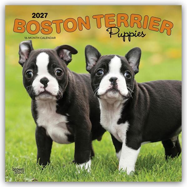 Boston Terrier Puppies - Boston Terrier Welpen 2027 - 16-Monatskalender