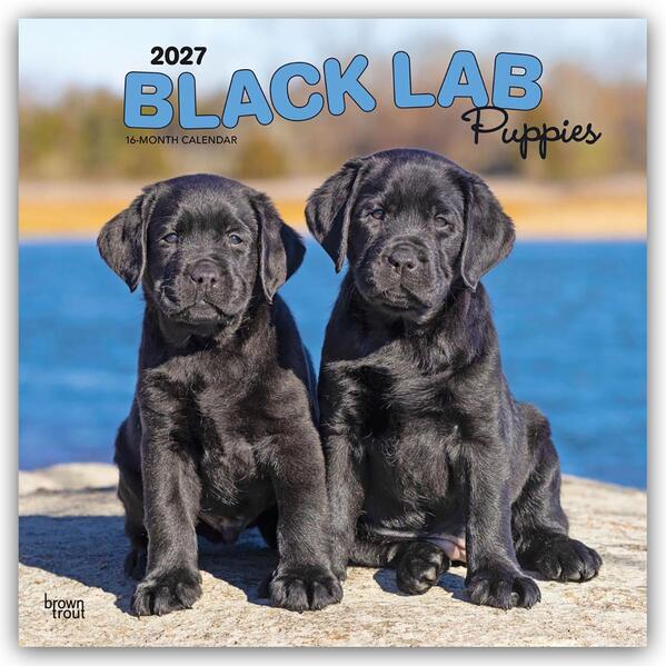Black Labrador Retriever Puppies - Schwarze Labrador Retriever Welpen 2027 - 16-Monatskalender
