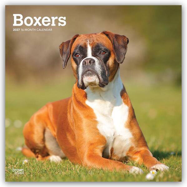 Boxers - Boxer 2027 - 16-Monatskalender