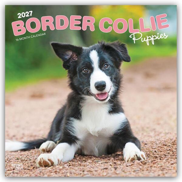 Border Collie Puppies - Border Collie Welpen 2027 - 16-Monatskalender
