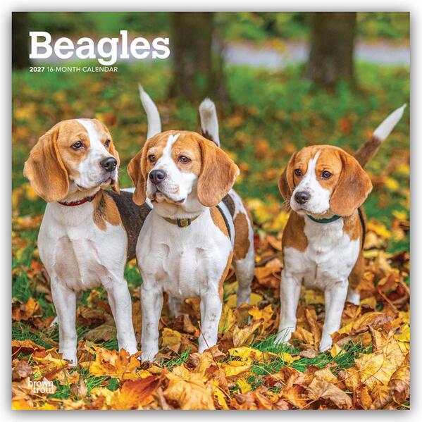 Beagles 2027 - 16-Monatskalender