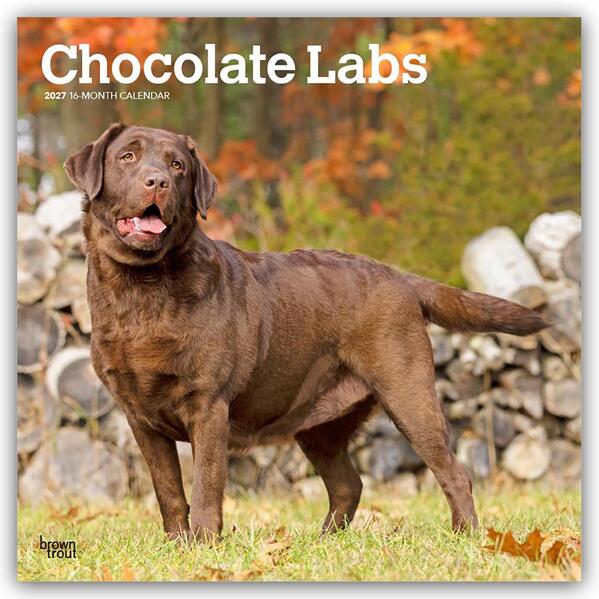 Chocolate Labrador Retriever - Brauner Labrador Retriever 2027 - 16-Monatskalender