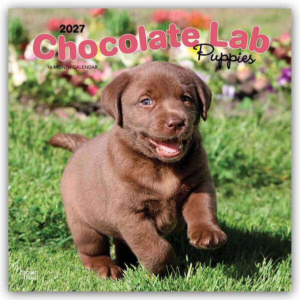 Chocolate Labrador Retriever Puppies - Braune Labrador Retriever Welpen 2027 - 16-Monatskalender