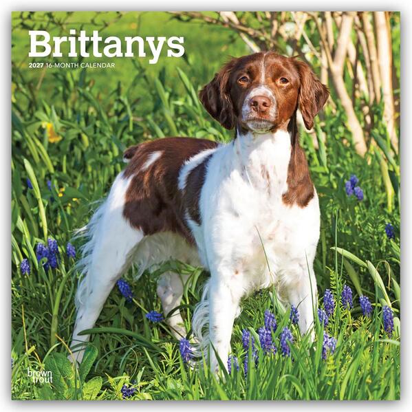 Brittanys - Bretonischer Vorstehhund 2027 - 16-Monatskalender