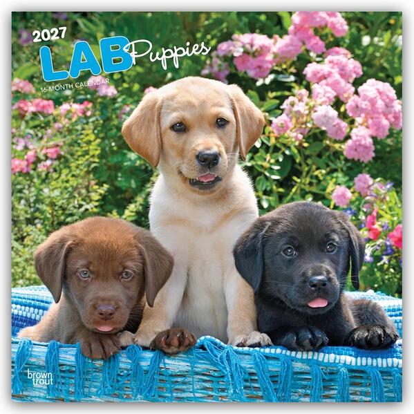 Labrador Retriever Puppies - Labrador Retriever Welpen 2027 - 16-Monatskalender