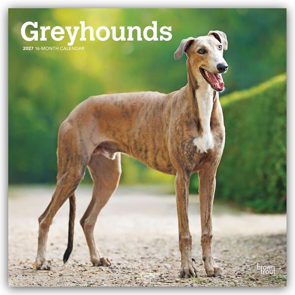 Greyhounds - Windhunde 2027 - 16-Monatskalender