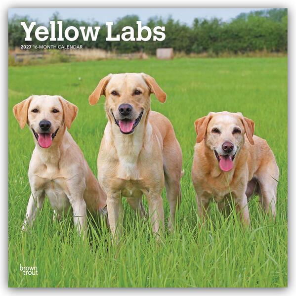 Yellow Labrador Retriever - Gelber Labrador Retriever 2027 - 16-Monatskalender