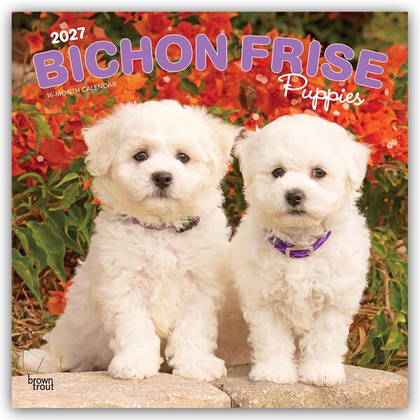 Bichon Frisé Puppies - Bichon Frisé Welpen 2027 - 16-Monatskalender