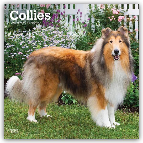 Collies - Langhaarcollie 2027 - 16-Monatskalender