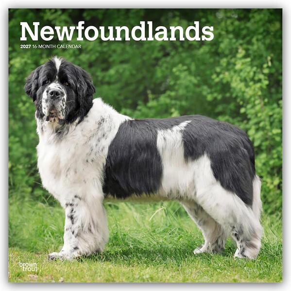 Newfoundlands - Neufundländer 2027 - 16-Monatskalender