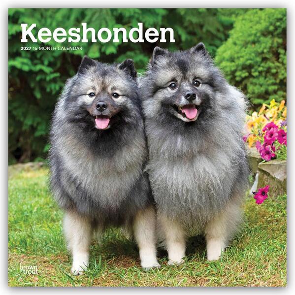 Keeshonden - Wolfsspitz 2027 - 16-Monatskalender