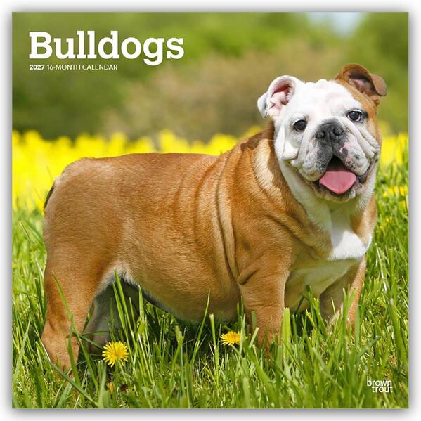Bulldogs - Bulldogge 2027 - 16-Monatskalender