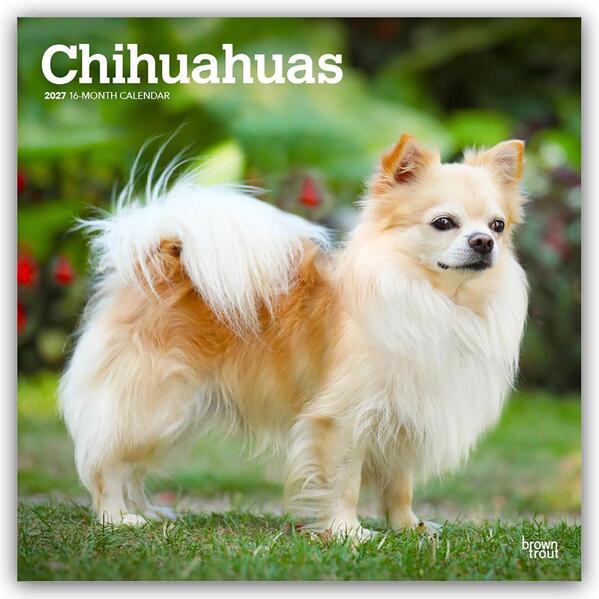Chihuahuas 2027 - 16-Monatskalender