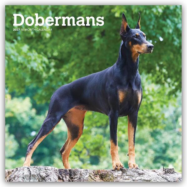 Dobermans - Dobermann 2027 - 16-Monatskalender