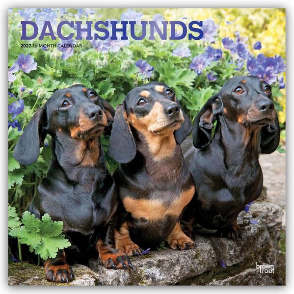 Dachshunds - Dackel 2027 - 16-Monatskalender