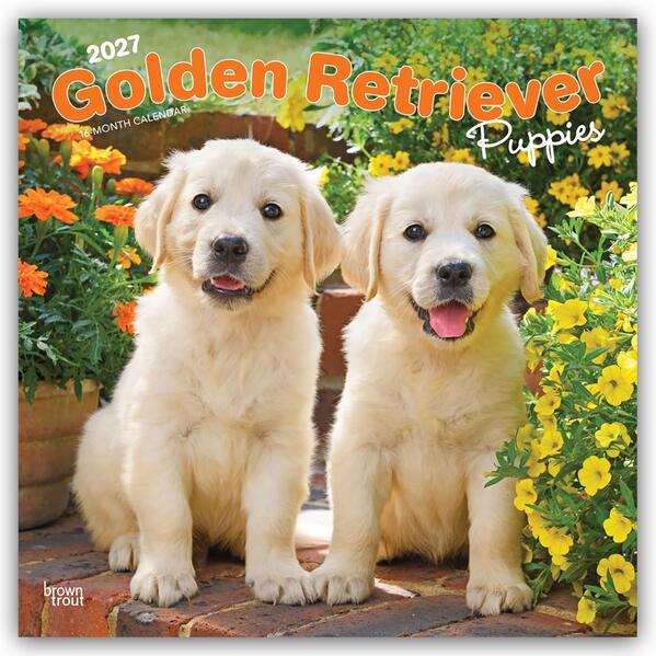 Golden Retriever Puppies - Golden Retriever Welpen 2027 - 16-Monatskalender