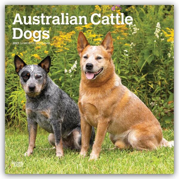 Australian Cattle Dogs 2027 - 16-Monatskalender