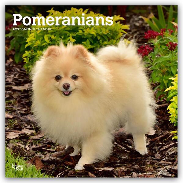 Pomeranians - Spitz 2027 - 16-Monatskalender