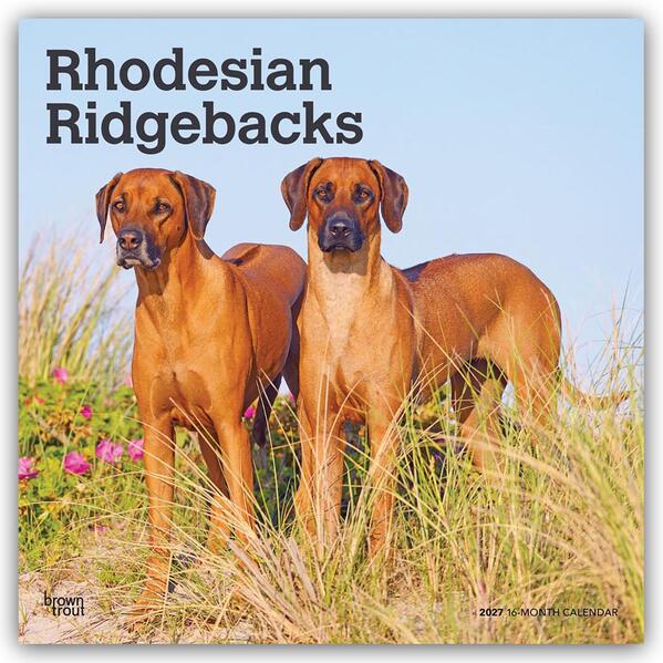 Rhodesian Ridgebacks - Rhodesian Ridgeback 2027 - 16-Monatskalender