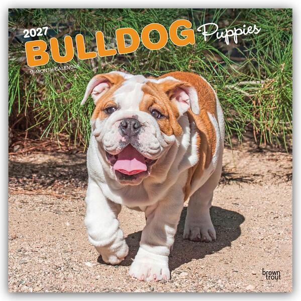 Bulldog Puppies - Bulldogge Welpen 2027 - 16-Monatskalender