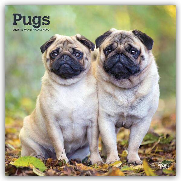 Pugs - Mops 2027 - 16-Monatskalender