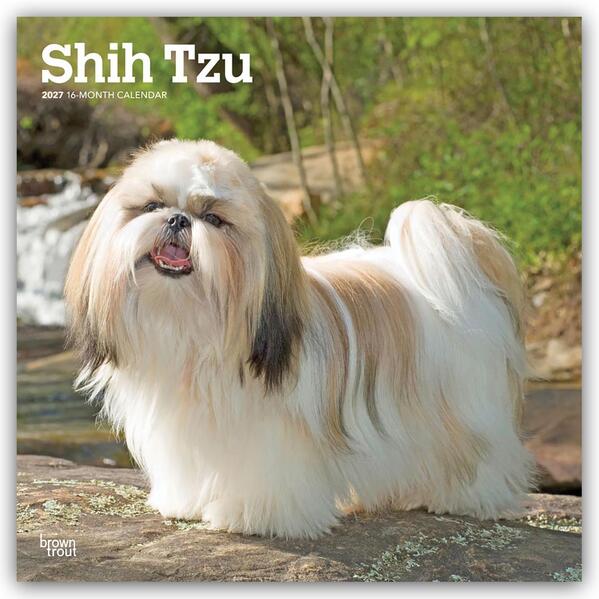 Shih Tzu 2027 - 16-Monatskalender