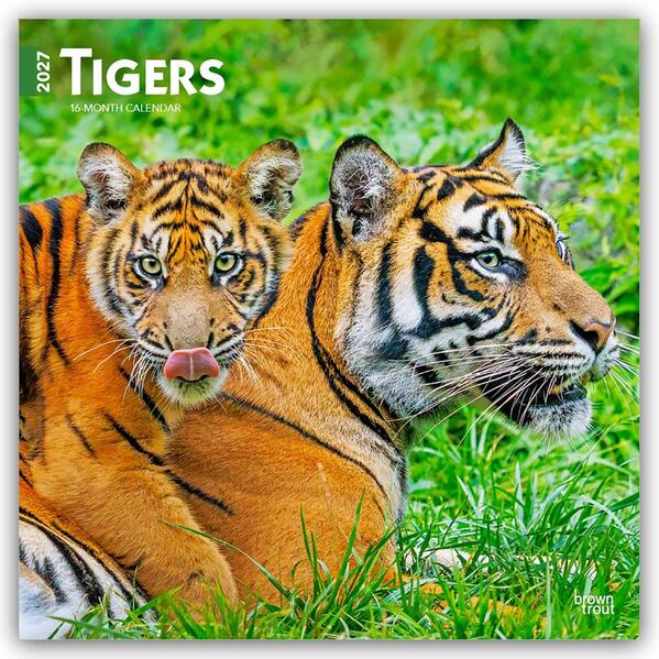 Tigers - Tiger 2027 - 16-Monatskalender