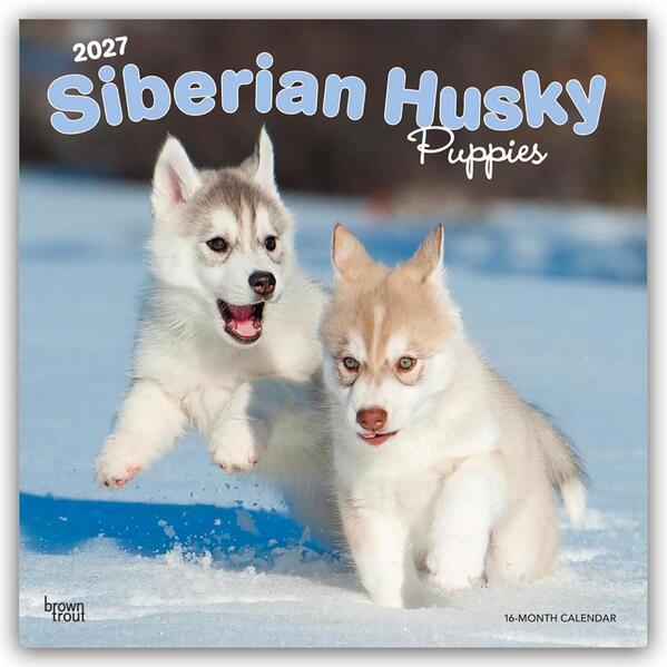 Siberian Husky Puppies - Siberian Husky Welpen 2027 - 16-Monatskalender