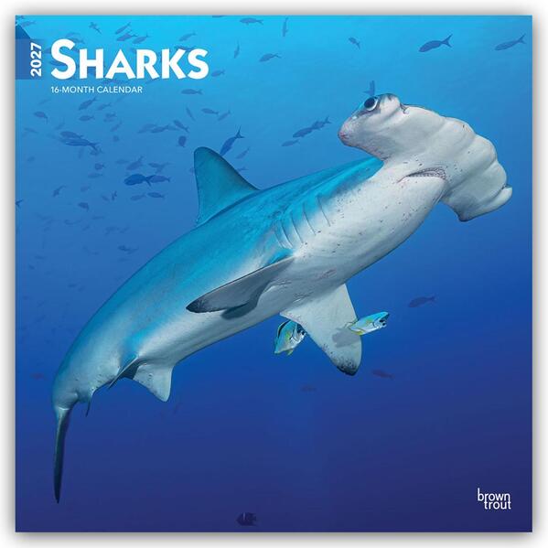 Sharks - Haie 2027 - 16-Monatskalender