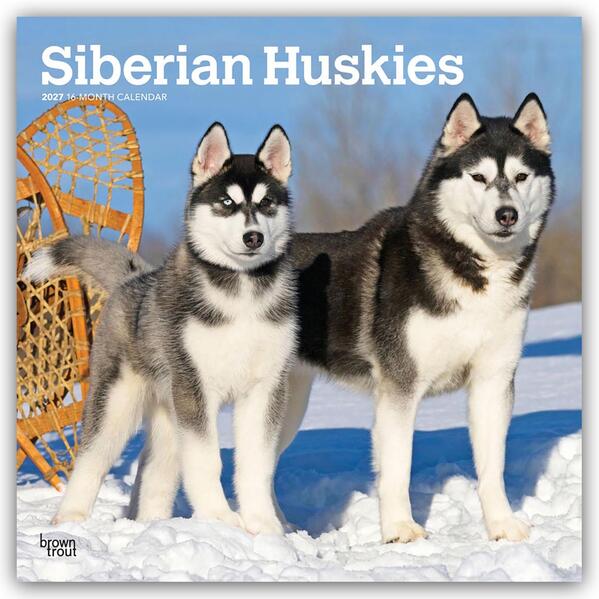 Siberian Huskies - Siberian Husky 2027 - 16-Monatskalender