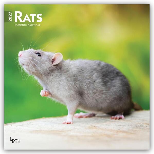 Rats - Ratten 2027 - 16-Monatskalender