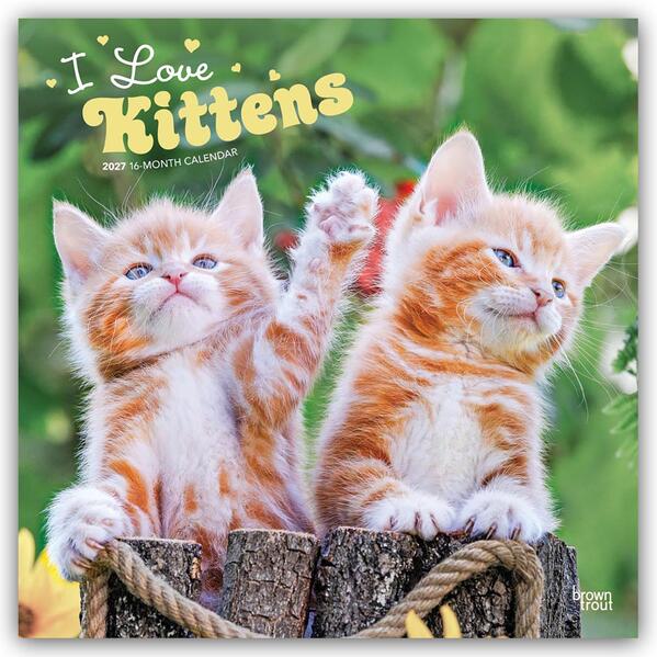 I Love Kittens - Ich liebe Katzenbabys 2027 - 16-Monatskalender