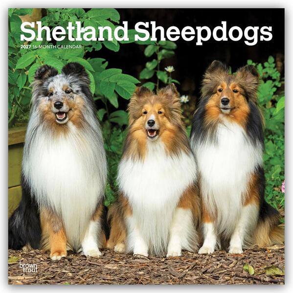 Shetland Sheepdogs - Shetland Sheepdog - Sheltie 2027 - 16-Monatskalender