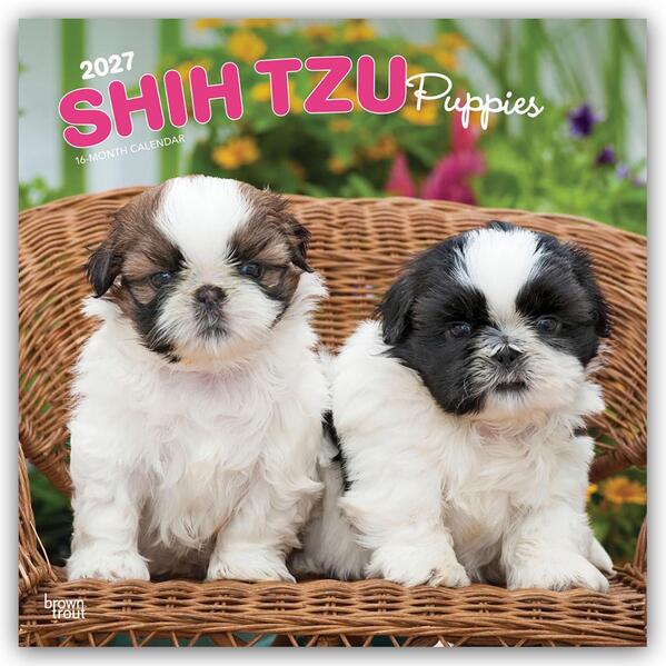 Shih Tzu Puppies - Shih Tzu Welpen 2027 - 16-Monatskalender