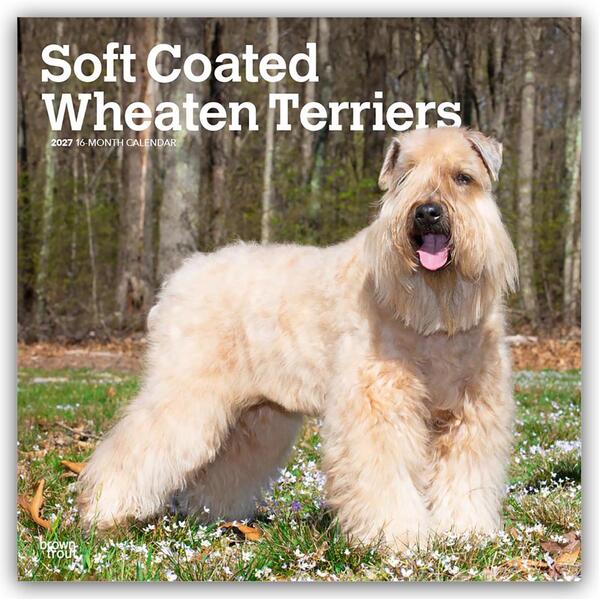 Soft Coated Wheaten Terriers - Soft Coated Wheaten Terrier 2027 - 16-Monatskalender