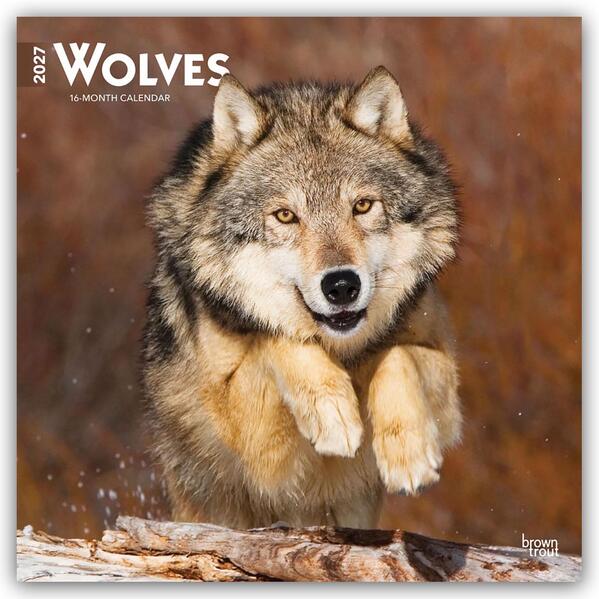 Wolves - Wölfe 2027 - 16-Monatskalender