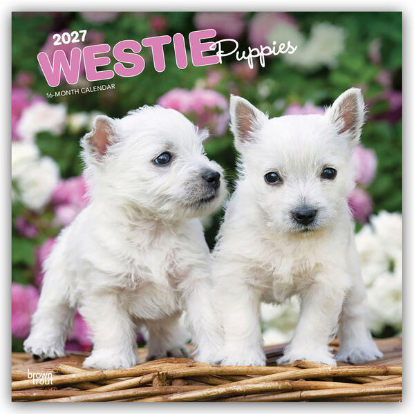 West Highland White Terrier Puppies - Westie Puppies - West Highland White Terrier Welpen - Westie Welpen 2027 - 16-Monatskalender