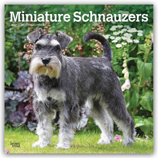 Miniature Schnauzers - Zwergschnauzer 2027 - 16-Monatskalender