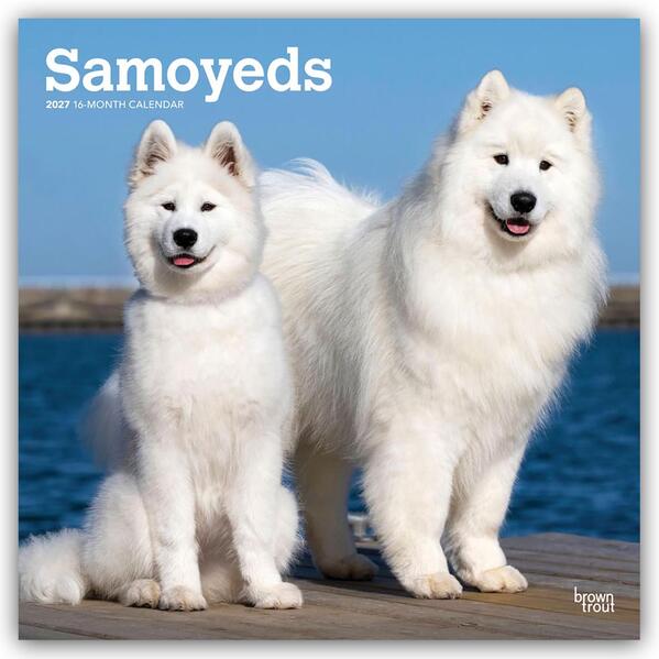 Samoyeds - Samojede 2027 - 16-Monatskalender