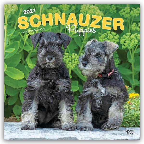 Schnauzer Puppies - Schnauzer Welpen 2027 - 16-Monatskalender