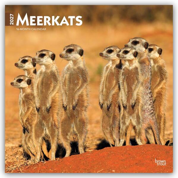 Meerkats - Erdmännchen 2027 - 16-Monatskalender