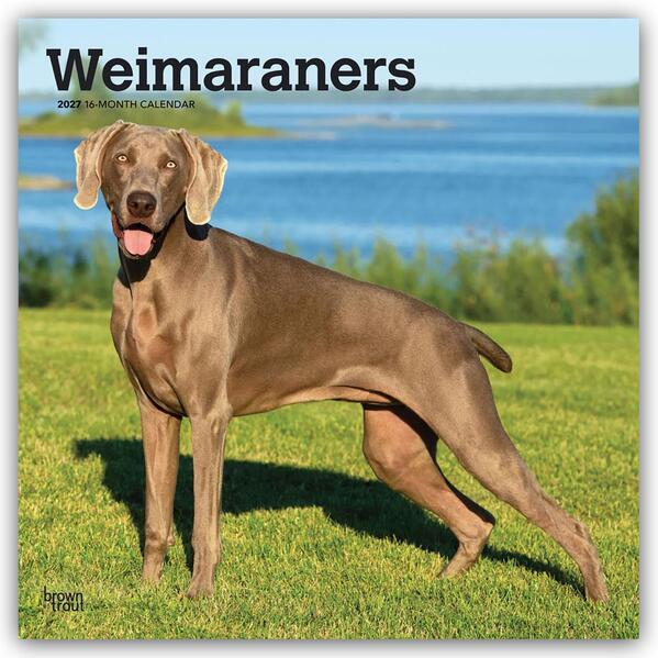 Weimaraners - Weimaraner 2027 - 16-Monatskalender