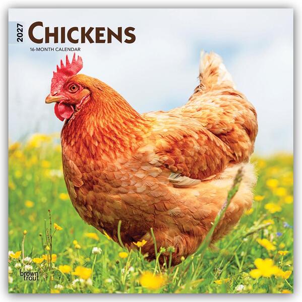 Chickens - Hühner 2027 - 16-Monatskalender