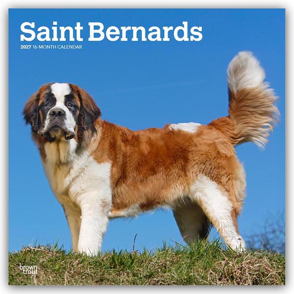 Saint Bernards - Bernhardiner 2027 - 16-Monatskalender