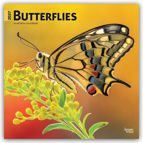 Butterflies - Schmetterlinge 2027 - 16-Monatskalender