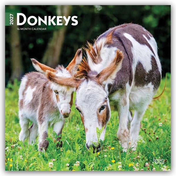 Donkeys - Esel 2027 - 16-Monatskalender