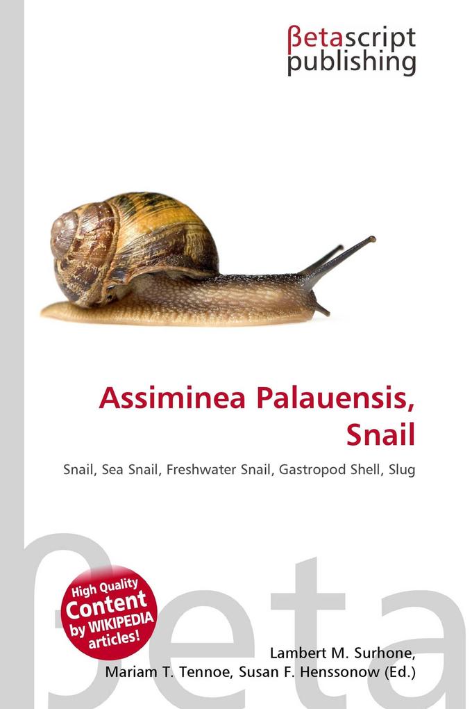Assiminea Palauensis Snail