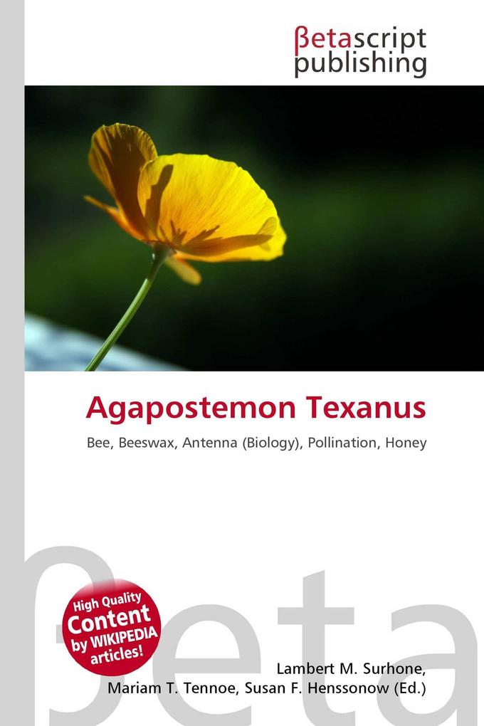 Agapostemon Texanus
