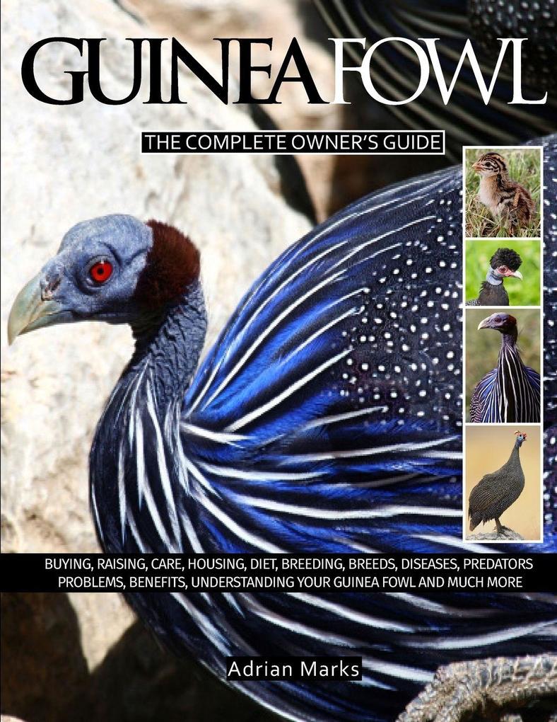 Guinea Fowl