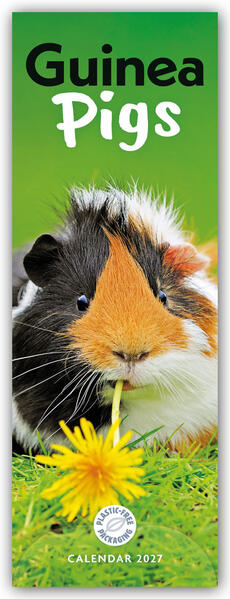 Guniea Pigs - Meerschweinchen 2027 - Slimline-Kalender